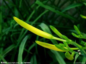 黄花菜子图册