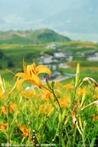 黄花菜子图册