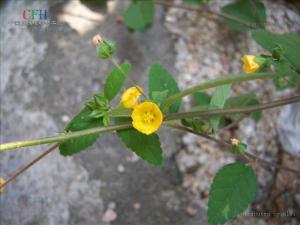 黄花稔图册