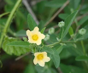 黄花母