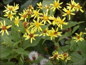 黄花母图册