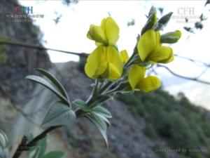 黄花木图册