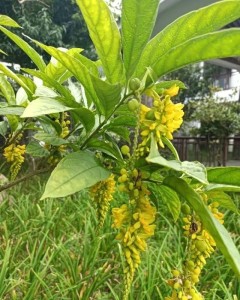 黄花倒水莲