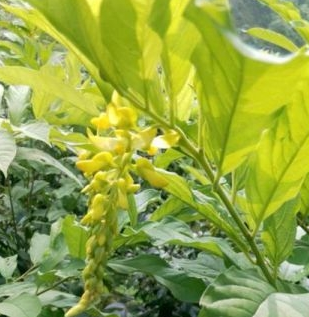 黄花倒水莲