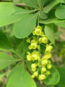 黄芦木