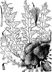 黄缨菊图册