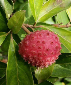 野荔枝