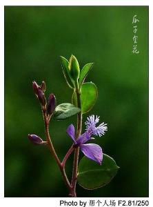 黄瓜仁草图册