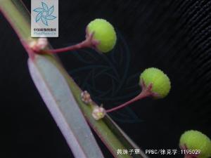 黄珠子草图册