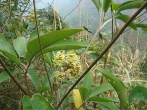 黄牛茶