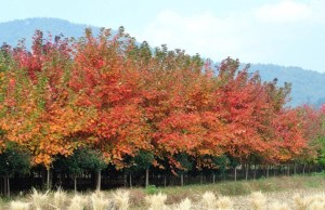 黄栌