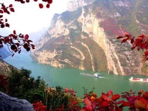 黄栌