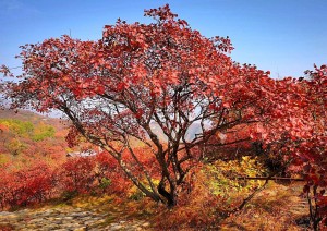 黄栌