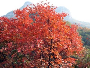 黄栌