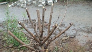 黄栌