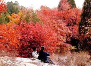 黄栌