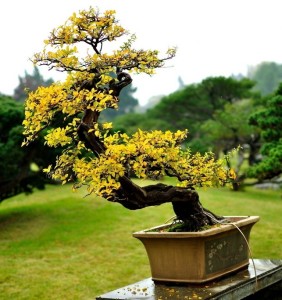 黄杨