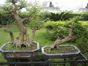 黄杨