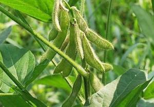 黄大豆