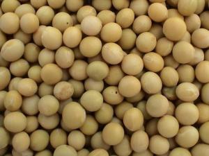 黄大豆图册