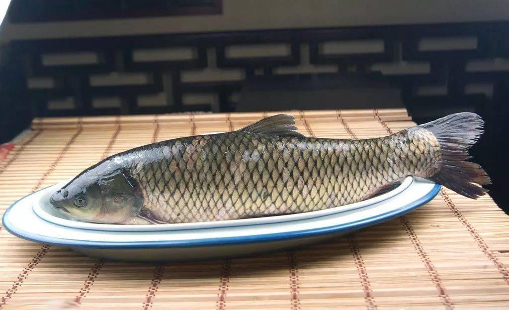 草鱼图册