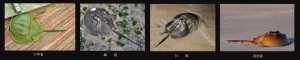 鲎科（Limulidae）
