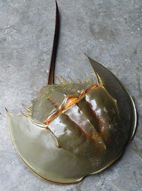 鲎