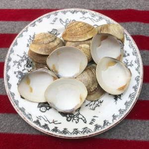 蛤壳