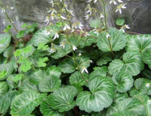 虎耳草