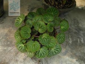 虎耳草