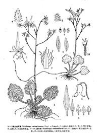 虎耳草