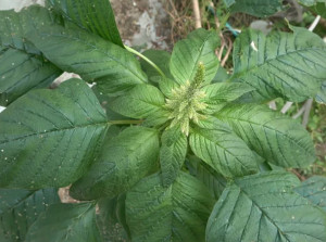 蔊菜