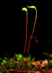 葫芦藓