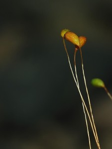 葫芦藓