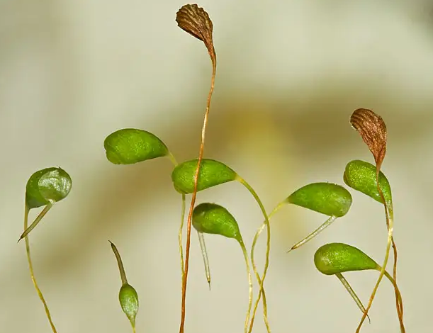 葫芦藓