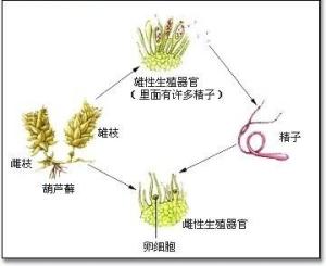 葫芦藓