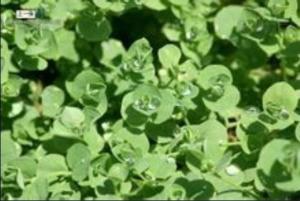 荷莲豆草 Drymaria diandra Blume