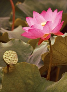 荷花