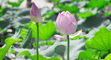 荷花