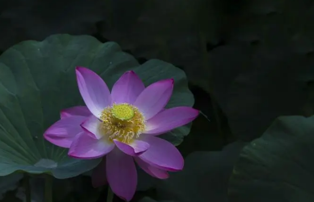 荷花