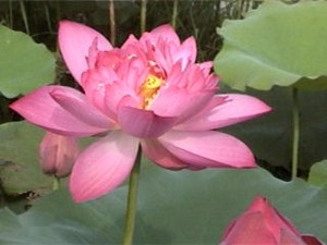 重瓣红莲