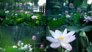 荷花