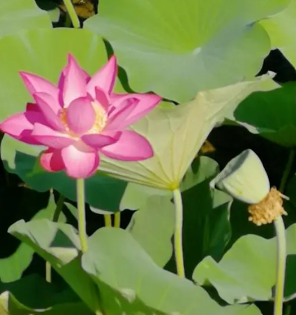 荷花