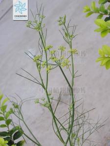 茴香茎叶