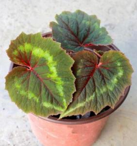 花叶秋海棠
