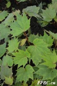 花叶秋海棠 Begonia cathayana