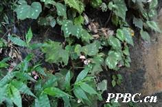 花叶秋海棠 Begonia cathayana