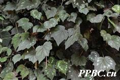 花叶秋海棠 Begonia cathayana