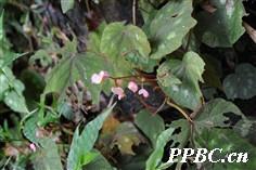 花叶秋海棠 Begonia cathayana