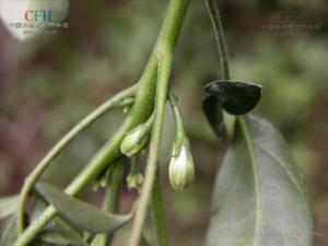 花叶矮沱沱